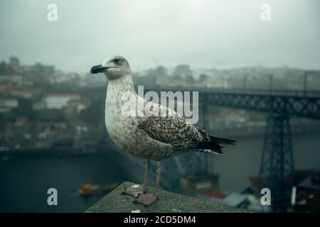 Seagull sits in front of the Dom Luis I Bridge in foggy overcast weather, Porto, Portugal. Stock Photo