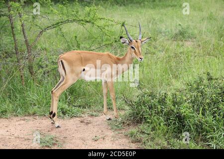 Young male Impala standing in savanah scrub Stock Photo