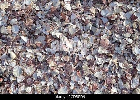 Background of beach covered in bits of scallop shells packed together in a thick layer Stock Photo
