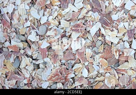 Background of beach covered in bits of scallop shells packed together in a thick layer Stock Photo