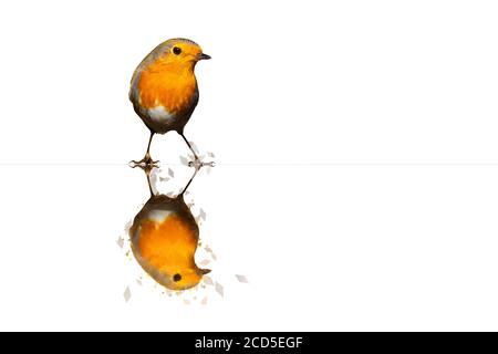 Polygonal bird image. Geometric low poly art. White background. Stock Photo