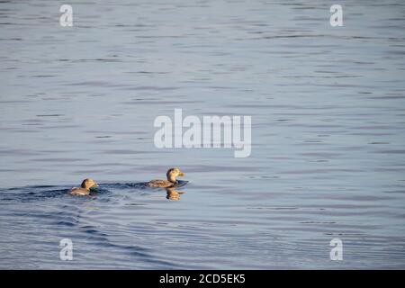 Magellanic Steamerduck (Tachyeres pteneres) pair on water. Chiloé. Los Lagos Region. Chile. Stock Photo