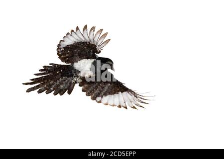 Polygonal bird image. Geometric low poly art. White background. Stock Photo