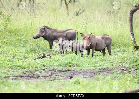 Family of four warthogs standing in a clearing in Ugandan National Park Stock Photo