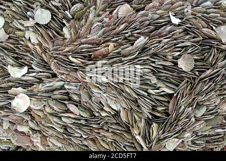Thousands of scallop shells packed together on a beach Stock Photo