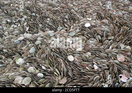 Thousands of scallop shells packed together on a beach Stock Photo