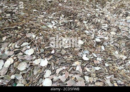 Thousands of scallop shells packed together on a beach Stock Photo