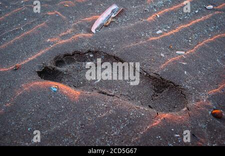 Footprint in the sand with sea shells in the pink glow of sunset Stock Photo