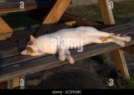 White and yellow cat is sleeping under sunset lights on a wooden bench Stock Photo