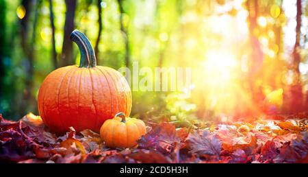Pumpkins On Red Leaves In Autumn Forest With Defocused Sunset Background Stock Photo
