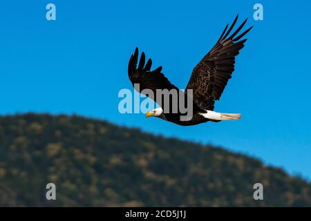 Bald eagle soaring in-flight, eagles flying. Oregon, Ashland, Emigrant Lake, Summer Stock Photo