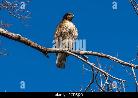 Red-tailed hawk sitting on a branch hawks in trees, Oregon, Merrill, Lower Klamath National Wildlife Refuge, Winter Stock Photo