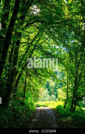 Dirt road through lush green forest in springtime Stock Photo