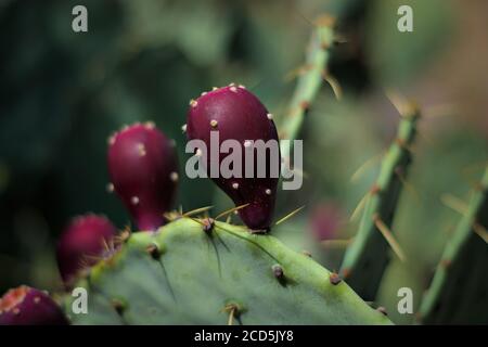 Fruiting prickly pear cactus close up of purple fruits with out of focus background foreground in Texas desert. Stock Photo