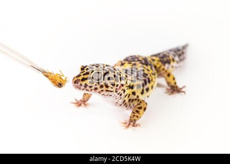 Cute leopard gecko (Eublepharis Macularius) eats cockroach on a white background.