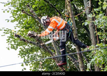 An arboriculturist in protective clothing and climbing gear pruning branches on a row of lime trees with a chainsaw, London, UK
