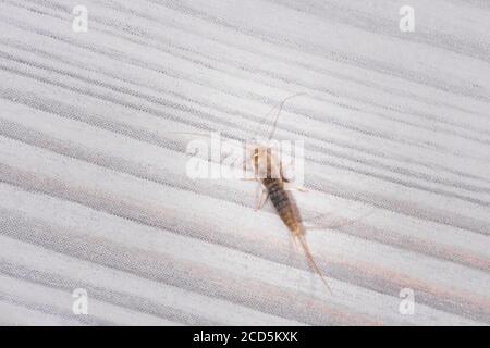 Firebrat (Thermobia domestica), a species of silverfish. Insect Lepisma saccharina in normal habitat. Stock Photo