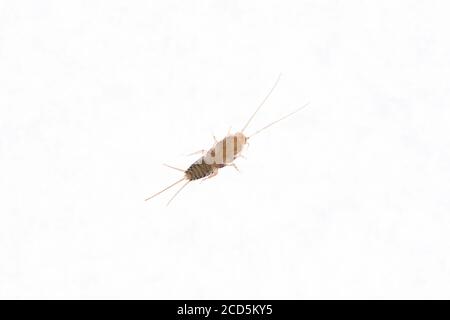 Bottom view of a Firebrat (Thermobia domestica), a species of silverfish. Insect Lepisma saccharina in normal habitat. Stock Photo