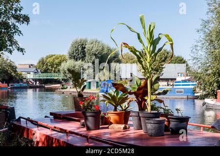 Potted plants on the roof of a red -painted narrowboat moored on the River Lea by Springfield Park, Clapton, London, UK Stock Photo