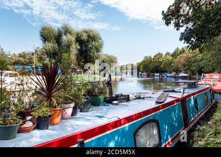 Potted plants on the roof of a red and blue-painted narrowboat moored on the River Lea by Springfield Park, Clapton, London, UK Stock Photo