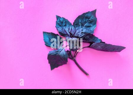 Fresh red basil herb leaves on pink background. Purple Dark Opal Basil Stock Photo