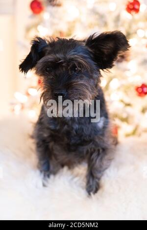 Rescue dog in front of modern Christmas Tree Stock Photo