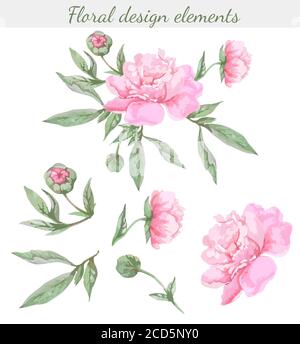 Set of peony leaves and flowers, isolated color vector illustration on white background. Stock Vector