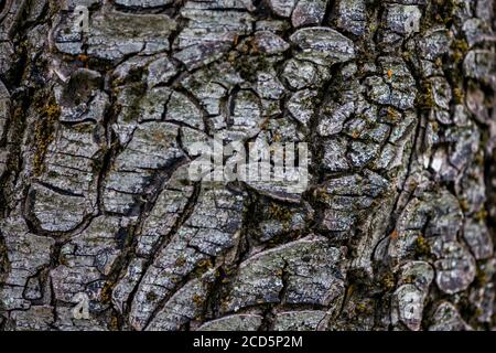 Close-up on bark texture of a walnut tree Stock Photo