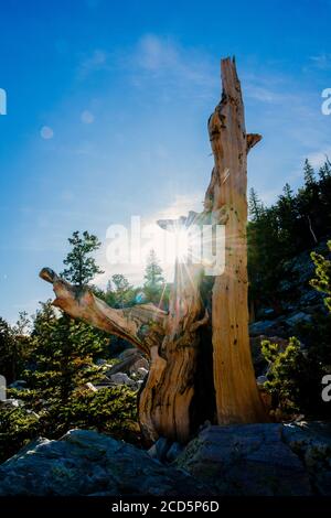 Bristlecone pine, Great Basin National Park, White Pine County, Nevada, USA Stock Photo