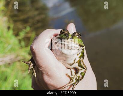 Caught lake frog in the hand close up, species Pelophylax ridibundus, female, the largest frog in Russia Stock Photo