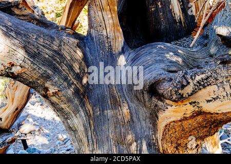 Close-up of bristlecone pine, Great Basin National Park, White Pine County, Nevada, USA Stock Photo