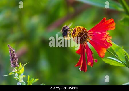 bee has landed and is sitting on a helenium flower in the garden Stock Photo