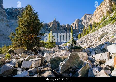 Landscape with bristlecone pine trees and rock debris in valley, Great Basin National Park, White Pine County, Nevada, USA Stock Photo