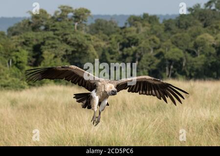 A white-backed vulture descends with wings spread and talons out as it approaches a wildebeest carcass in the Maasai Mara during the great migration. Stock Photo