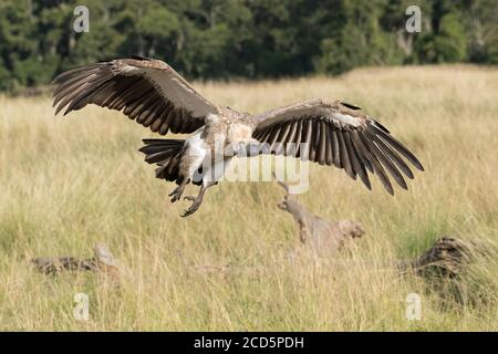 A white-backed vulture descends with wings spread and talons out as it approaches a wildebeest carcass in the Maasai Mara during the great migration. Stock Photo