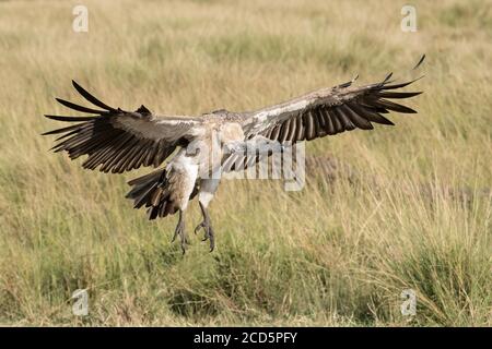 A white-backed vulture descends with wings spread and talons out as it approaches a wildebeest carcass in the Maasai Mara during the great migration. Stock Photo