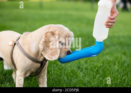 Owner of the dog gives water to her dog from the drinking bowl while walking in a city park. Stock Photo
