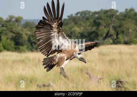 A white-backed vulture descends with wings spread and talons out as it approaches a wildebeest carcass in the Maasai Mara during the great migration. Stock Photo