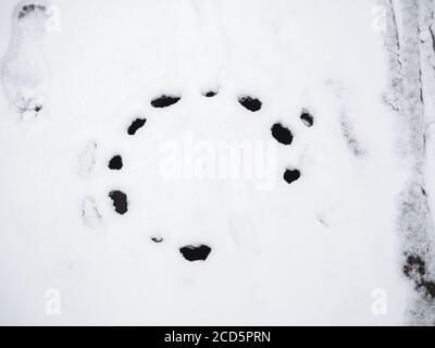 Holes from the hatch in white snow located in a circle Stock Photo