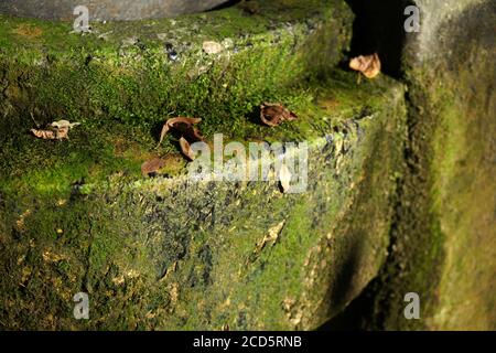 Closeup shot of old rusty metal formation covered with moss Stock Photo