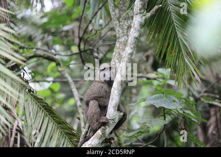 A baboon sitting in a tree Stock Photo