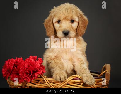 F1 Goldendoodle Puppy in a basket with black background Stock Photo