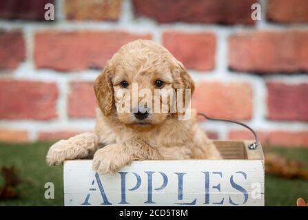 F1 Goldendoodle puppy sitting in a basket in front of brick wall Stock Photo