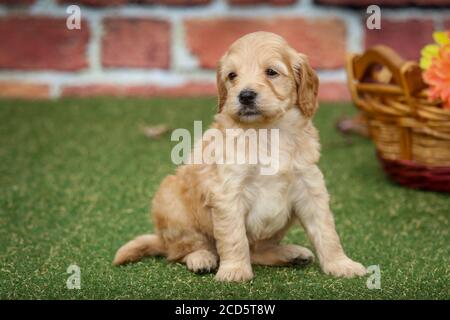 F1 Goldendoodle puppy sitting by a basket in front of brick wall Stock Photo
