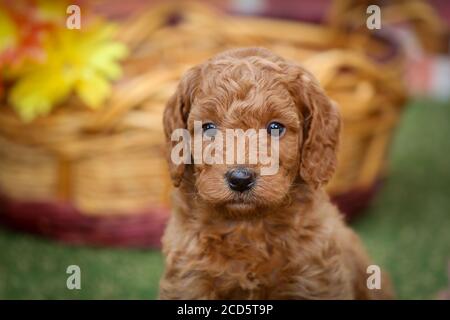 F1 Goldendoodle puppy sitting by a basket in front of brick wall Stock Photo