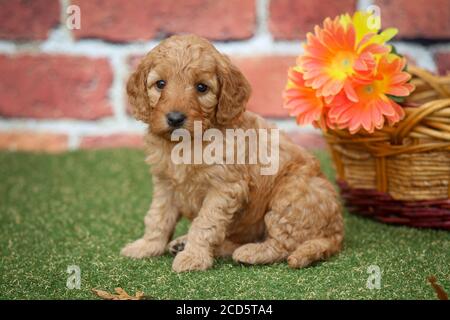 F1 Goldendoodle puppy sitting by a basket in front of brick wall Stock Photo