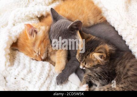 Three Cute tabby kittens sleeping and hugging on white knitted scarf. Stock Photo
