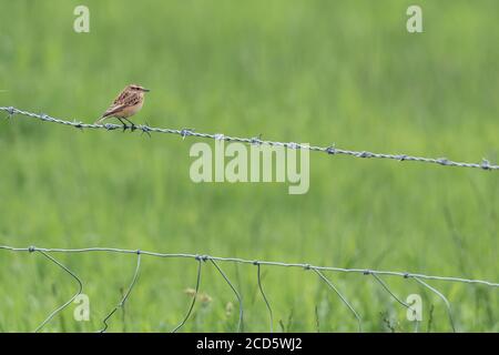 A single juvenile whinchat (UK) perched on a barbed wire fence. Stock Photo