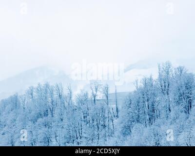 Snow-covered trees against the backdrop of misty mountain peaks and white cloudy sky Stock Photo