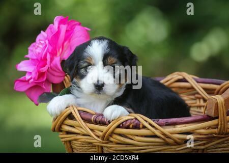 Aussiedoodle puppy sitting in a basket outside with green background Stock Photo